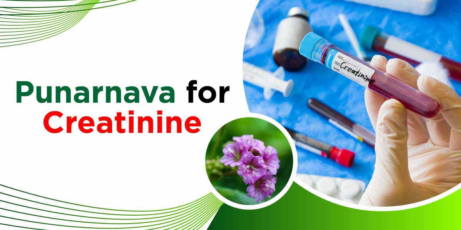 Punarnava for Creatinine Treatment in Ayurveda